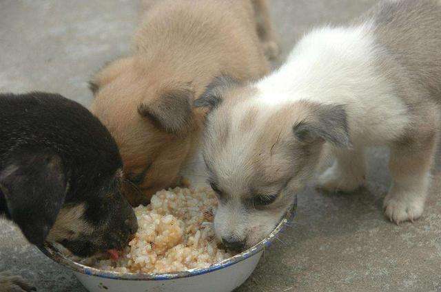 小狗能吃米饭吗,三个月小狗能吃米饭吗,狗狗吃白米饭可以吗？
