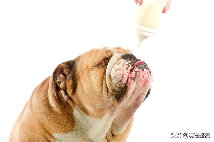小狗能吃酸奶吗,两个月的小狗能吃酸奶吗,小狗可以喝酸奶吗？
