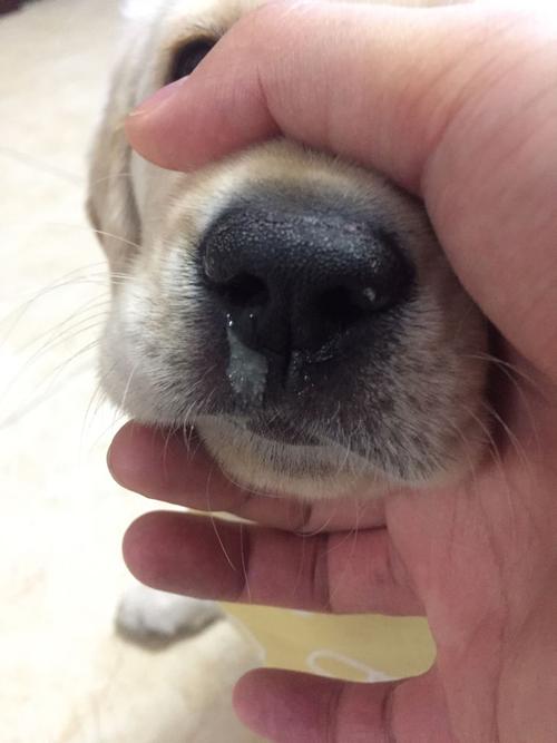 小狗流鼻水,小狗流鼻水是什么原因,狗狗鼻子流鼻水，偶尔流脓水……没咳嗽，是什么问题？