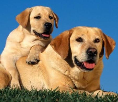 什么狗最听话好又聪明,什么狗最听话好又聪明又忠诚,什么犬最大还听话？