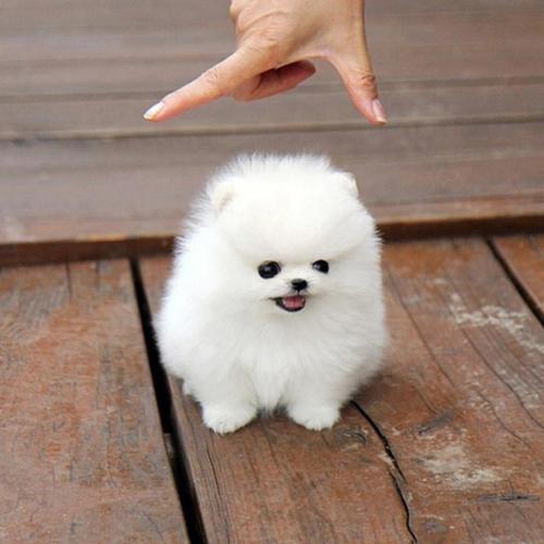 可爱小狗品种,可爱小狗品种长不大,什么品种的狗狗又大又白又可爱啊？