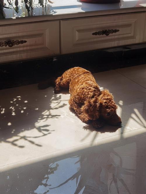 小狗能晒太阳吗,刚出生的小狗能晒太阳吗,狗狗怕晒太阳？