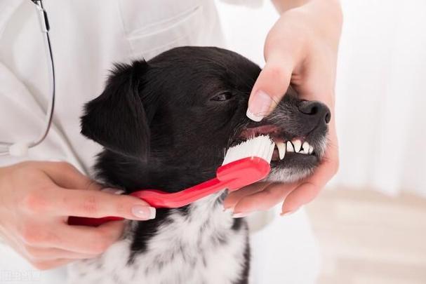 小狗几个月磨牙,小狗几个月磨牙期,请问，小狗的磨牙期一般到什么时候结束？