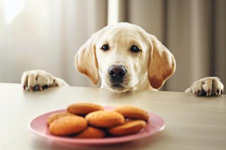 小狗能吃饼干吗,小狗能吃饼干吗为什么,狗能吃饼干吗？