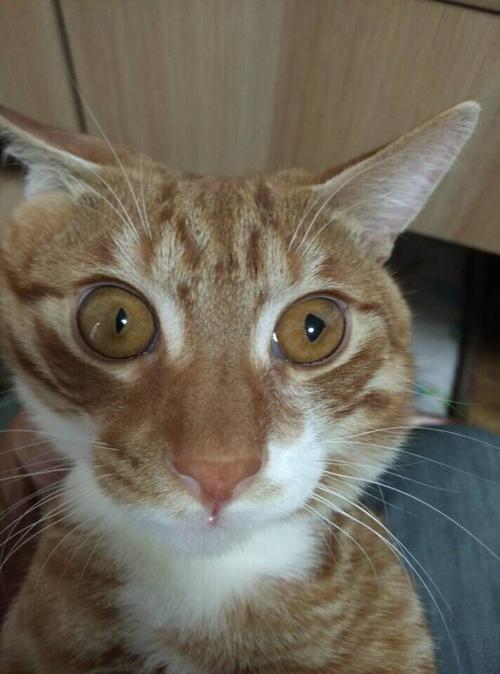 猫的眼睛为什么那么大,猫的眼睛为什么那么大,为什么猫的瞳孔白天变小，晚上变大呢？