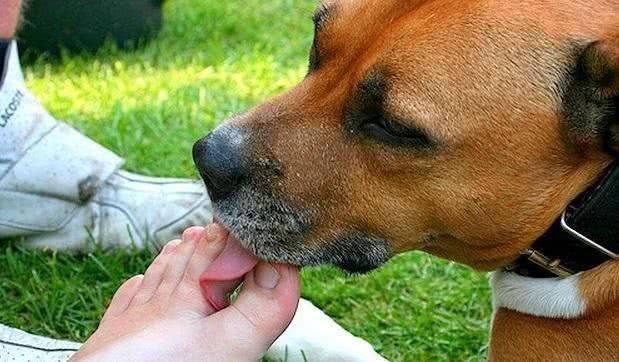 狗为什么要舔人的脚,狗为什么舔人的脚趾头,泰迪狗为什么喜欢舔人？