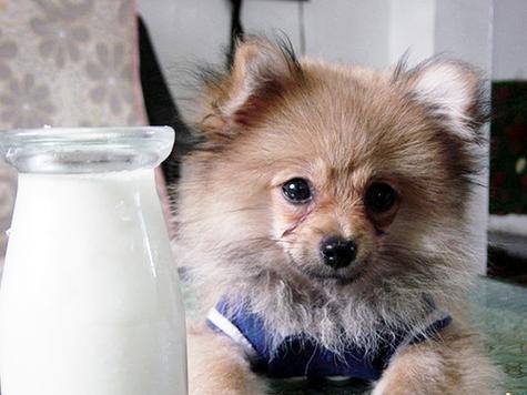 小狗能喝纯牛奶吗,一个月的小狗能喝纯牛奶吗,市场上卖的纯牛奶可以喂幼犬吗？