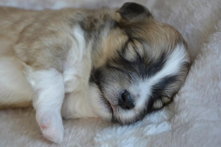 小狗几点睡觉,小狗几点睡觉几点起床,狗每天睡多久年老的狗和幼狗睡眠时间较长？