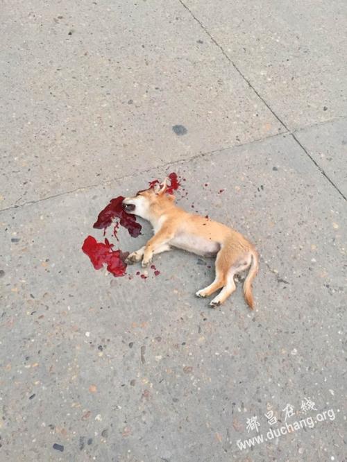 小狗被车撞死了,小狗被车撞死了有什么预兆,狗狗被车撞死了，好伤心难过，该怎么办？