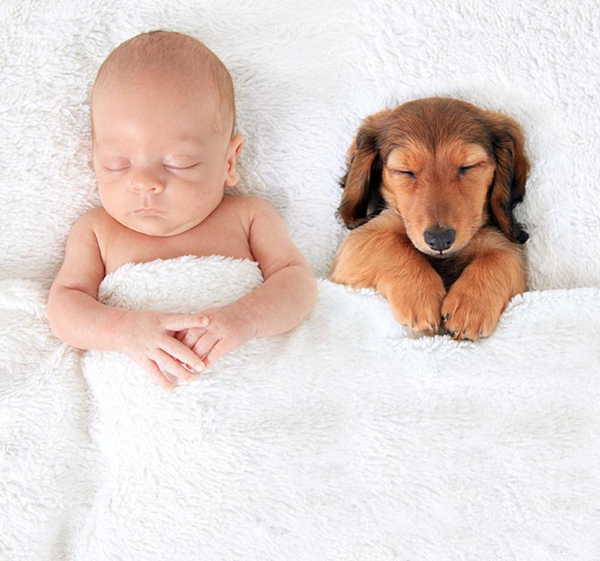 小狗可以喝羊奶粉吗,刚出生的小狗可以喝羊奶粉吗,狗狗能吃婴儿的羊奶粉吗？