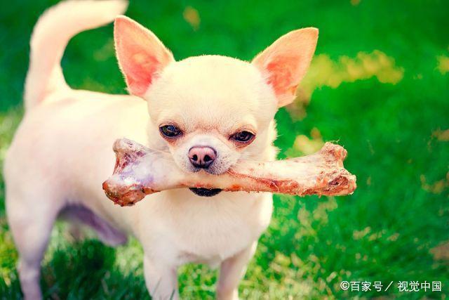 小狗能不能吃骨头,三个月的小狗能不能吃骨头,狗吃狗骨头吗？