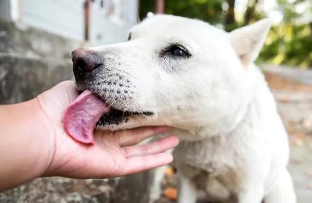 狗狗爱舔人是什么意思,,狗狗为什么喜欢用舌头舔人？代表什么意思？
