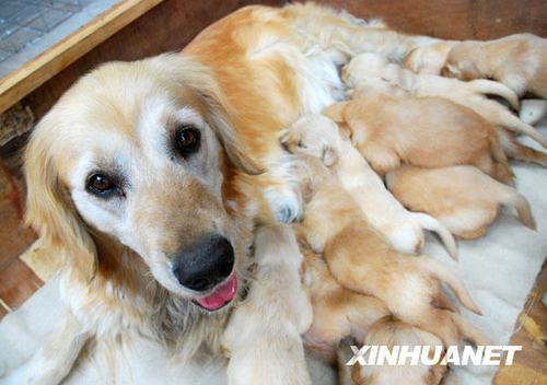狗狗几个月生小狗,狗狗几个月生小狗崽子,狗狗怀孕几个月就会分娩啊？