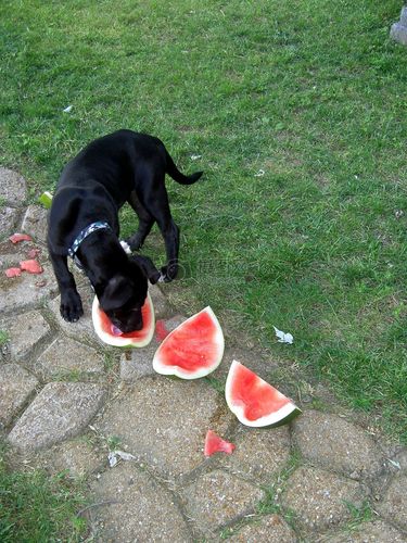 小狗可以吃西瓜吗,小狗可以吃西瓜吗?,狗能吃西瓜吗？