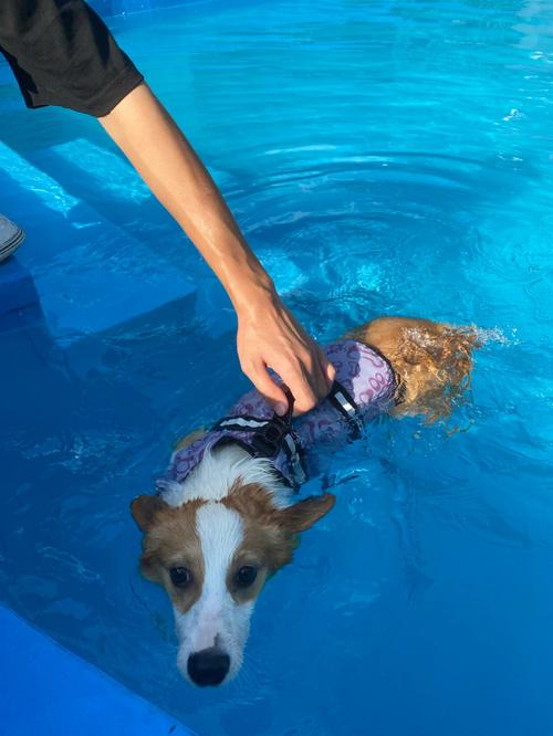 小狗会游泳吗,小狗会游泳吗为什么,幼犬可以游泳吗？