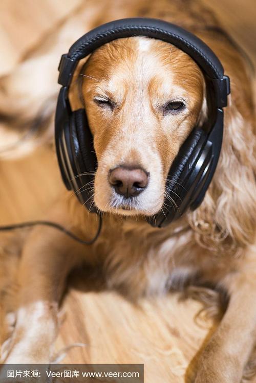 小狗听的音乐,小狗听的音乐视频播放,狗的专属歌曲？