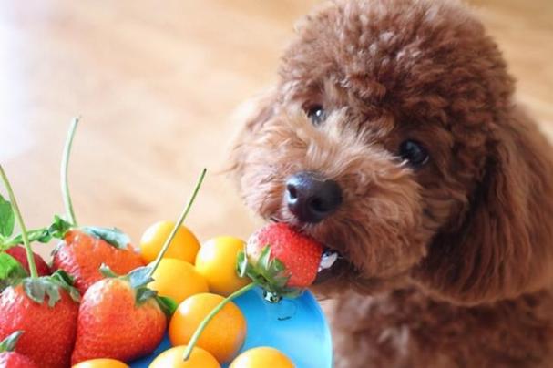 泰迪狗不可以吃什么,泰迪狗不可以吃什么水果,七个月的泰迪狗可以随便吃？