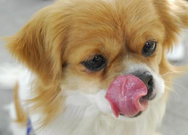 狗为什么一直舔鼻子,狗为什么一直舔鼻子咽口水,狗狗的鼻子干，一点也不湿，但是看起来很活跃？