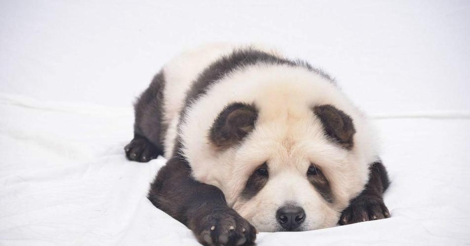 长的像熊猫的狗叫什么,长的像熊猫的狗叫什么名字好听,熊猫的受孕过程？