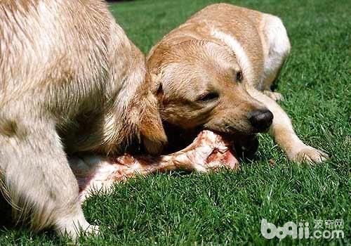 小狗能吃羊肉吗,三个月的小狗能吃羊肉吗,狗能吃羊肉吗？