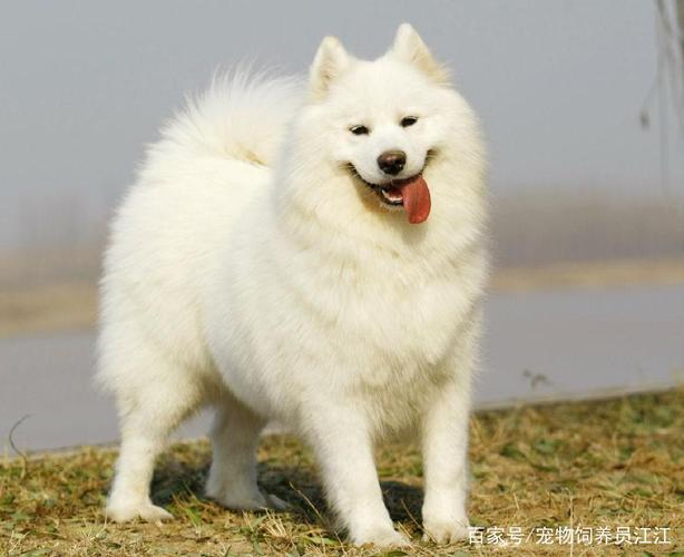 会笑的狗叫什么名字,会笑的狗叫什么名字好听,在南极拉雪橇的犬正规名字叫什么犬？