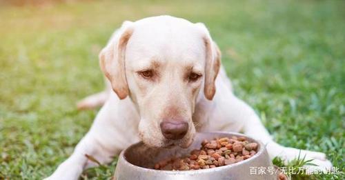 小狗可以吃猪肉吗,小狗可以吃猪肉吗 煮熟的,狗狗生姜水能喝吗？
