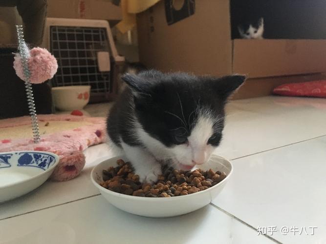 两个月小猫可以吃什么,两个月小猫可以吃什么人类食物,两个月小猫可以吃什么