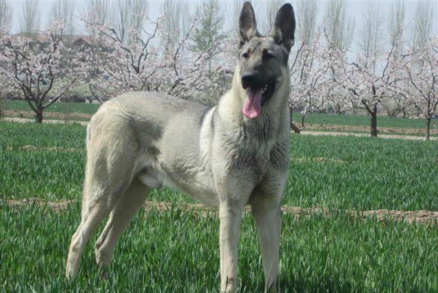 狼青和狼狗有什么区别,狼青犬为什么禁养,捷克狼犬和狼青的区别？