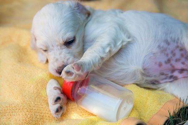 小狗能不能喝奶粉,刚出生的小狗能不能喝奶粉,五个月大的小狗能不能喝奶粉？