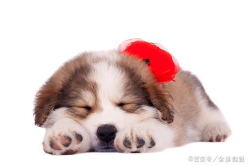 小狗呼吸频率,小狗呼吸急促肚子起伏快,狗狗睡觉的呼吸频率？