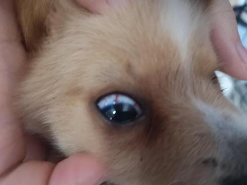小狗眼睛红血丝,小狗眼睛红血丝是什么原因,小狗眼睛充血是什么病？