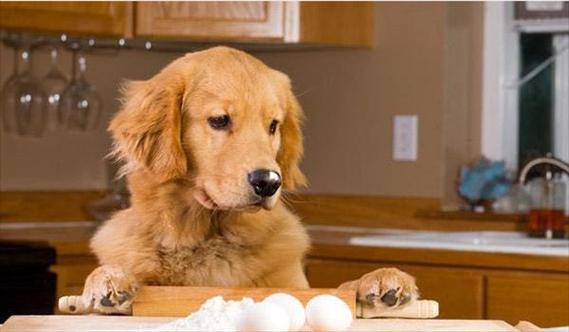 宠物狗为什么不能吃盐,宠物狗为什么不能吃盐和油,狗不吃盐是什么原因？