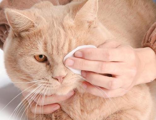 猫咳嗽怎么办喂什么药,猫咳嗽可以自愈吗,猫咪咳嗽怎么帮它缓解？