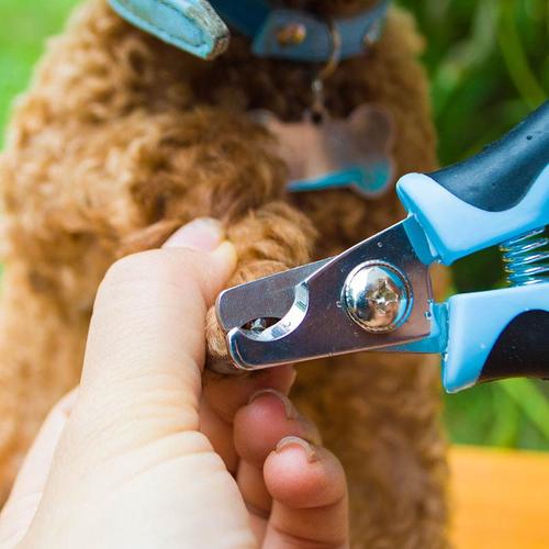 小狗可以剪指甲吗,一个月的小狗可以剪指甲吗,狗狗的爪子可以剪吗？