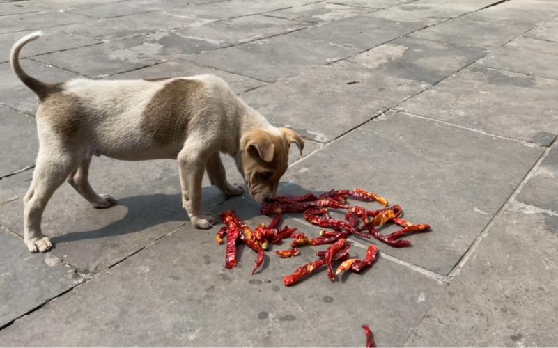 小狗能吃辣吗,小狗能吃辣吗?,狗吃辣的东西后会怎么样？