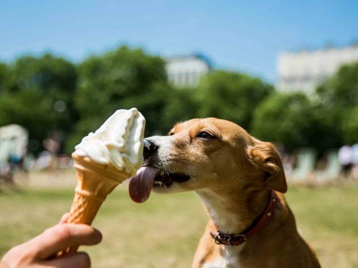 小狗冰淇淋,小狗冰淇淋餐车,金毛可以吃冰淇淋吗？