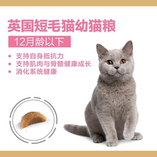 幼猫吃什么牌子猫粮好,一般幼猫吃什么猫粮,英短蓝猫猫粮哪款便宜又实惠？