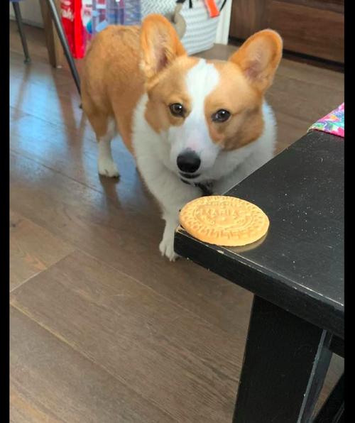 小狗可以吃饼干吗,一个多月的小狗可以吃饼干吗,狗为什么喜欢吃饼干？