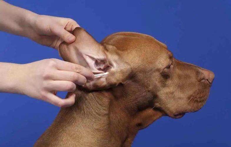 宠物狗耳朵臭什么原因,宠物狗耳朵臭什么原因引起的,狗耳朵臭怎么除臭？
