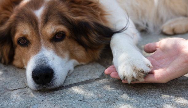 狗狗刨地板是什么意思,狗狗刨地板是什么意思用的前爪,狗在家刨地板是什么意思？