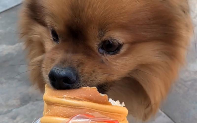 小狗能吃面包吗,小狗能吃面包吗两三个月大,狗狗能吃面包一类的吗？