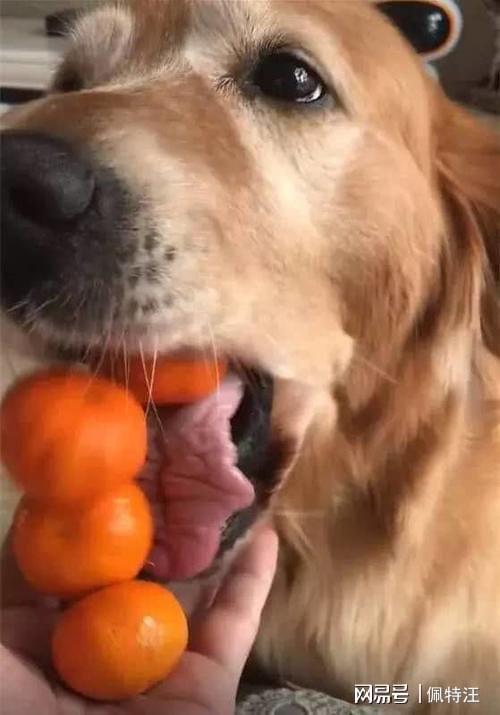小狗能吃橘子吗,小狗能吃橘子吗为什么,狗狗可以吃猕猴桃吗？