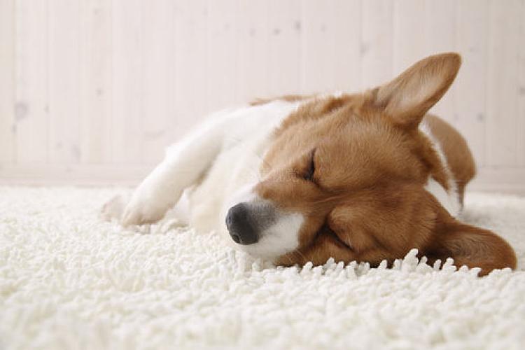 狗狗一般什么时候睡觉,狗狗一般什么时候睡觉 睡几个小时,狗冬天在外面睡觉冷么？