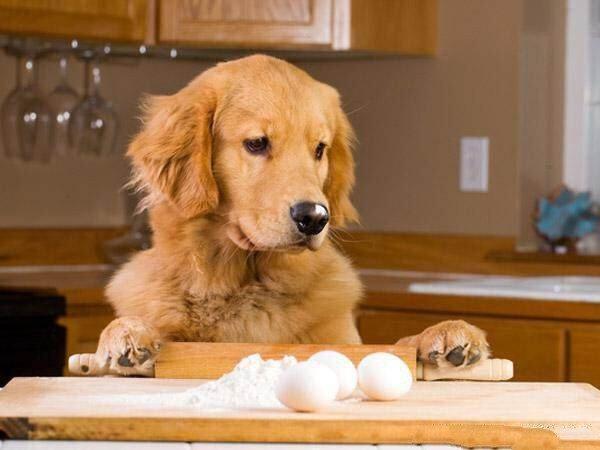 小狗能吃蛋白吗,小狗能吃蛋白吗熟的,请问狗狗为什么不能吃蛋白？