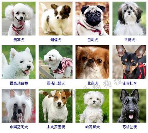 小狗品种大全及图片,小狗品种大全及图片和名字,10大名狗？