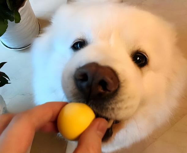 小狗能吃鸡蛋黄吗,一个月小狗能吃鸡蛋黄吗,狗为什么吃蛋黄？