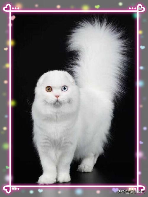 长尾巴的猫是什么品种,长尾巴的猫是什么品种白色,尾巴立起来的猫是什么品种？