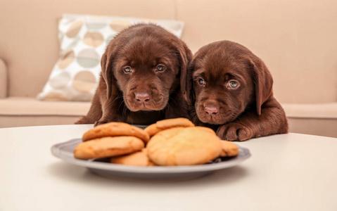 小狗能不能吃饼干,小狗能不能吃饼干和面包,狗为什么喜欢吃饼干？