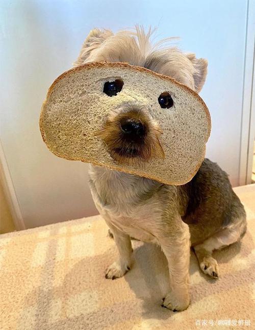 小狗可以吃面包吗,小狗可以吃面包吗?,狗狗可以吃菠萝面包吗！刚刚他不小心吃了半个？
