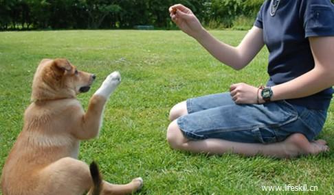 小狗的训练方法,小狗的训练方法 怎么训狗让它听话,成年狗狗如何训练？